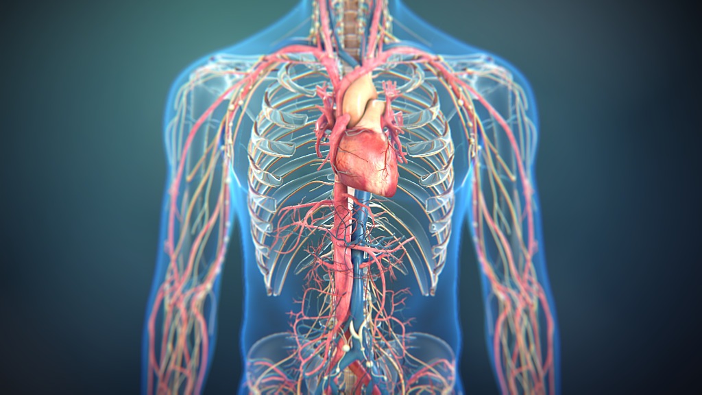 Science Of Nitric Oxide Scientific Animation