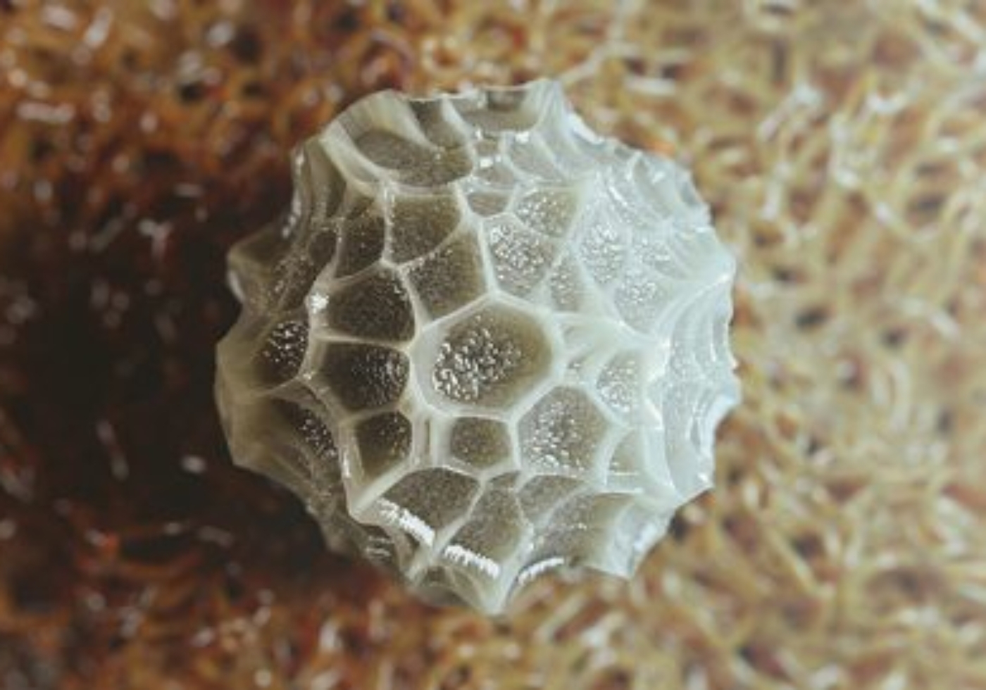 3D model of a butterfly egg designed by Random42