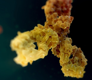 3D model of a monoclonal antibody designed by Random42