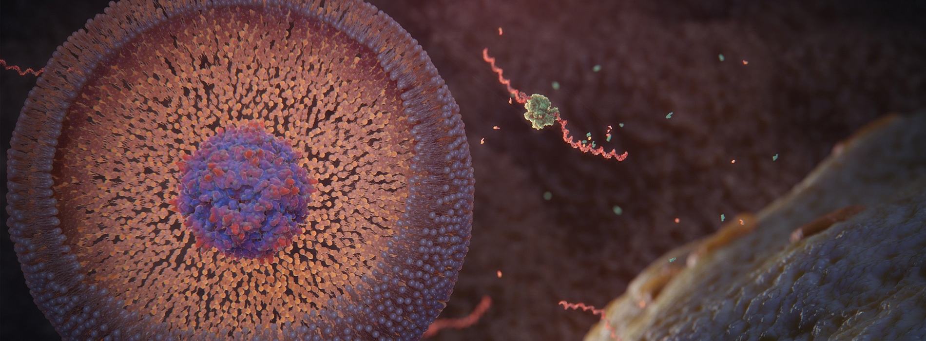 3D model of cytoplasm designed by Random42