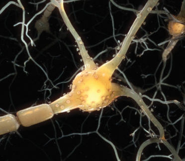 Virtual reality neuron experience designed by Random42