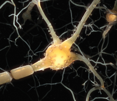 Virtual reality neuron experience designed by Random42