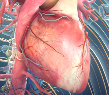 3D model of heart designed by Random42