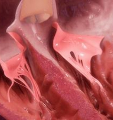 3D model of a heart designed by Random42