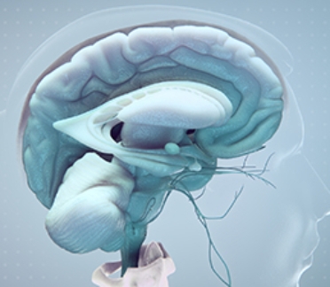 3D model of the central nervous system designed by Random42