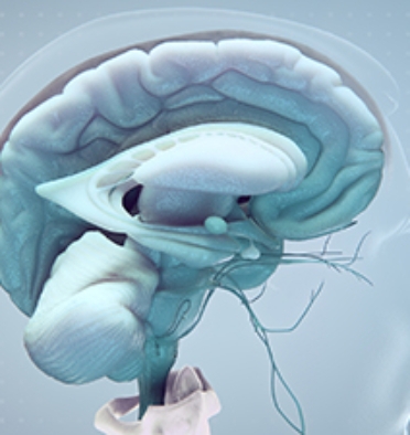 3D model of the central nervous system designed by Random42