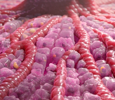 NASH scientific animation