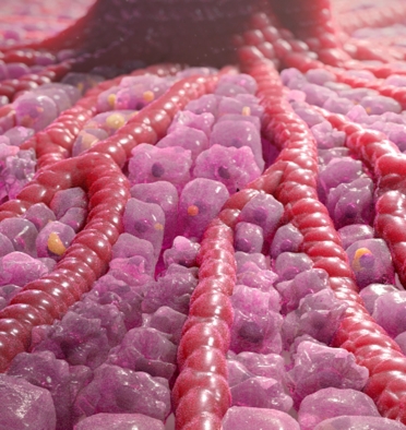 NASH scientific animation