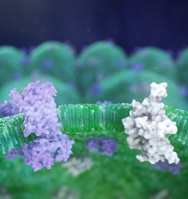 Overactive Bladder Animation