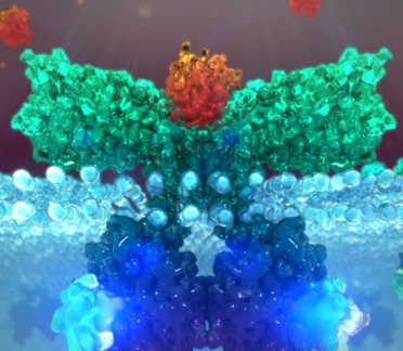 canine allergy scientific animation