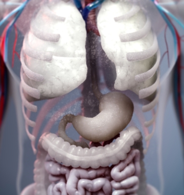 Gastrointestinal Interactive Animation
