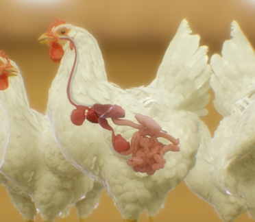 animal feed animation