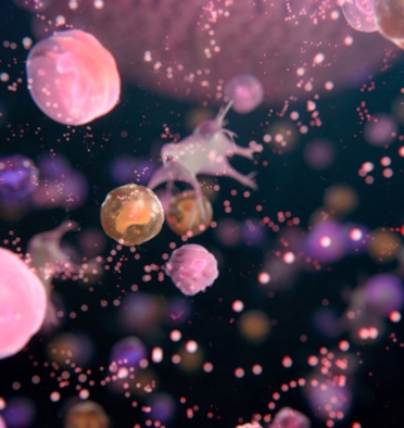 immunology menu system