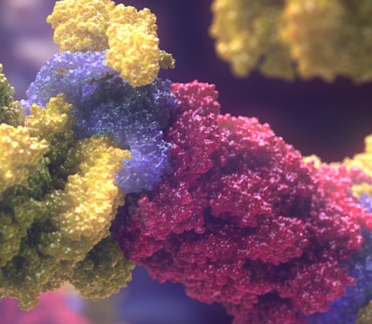 immunoproteasome animation