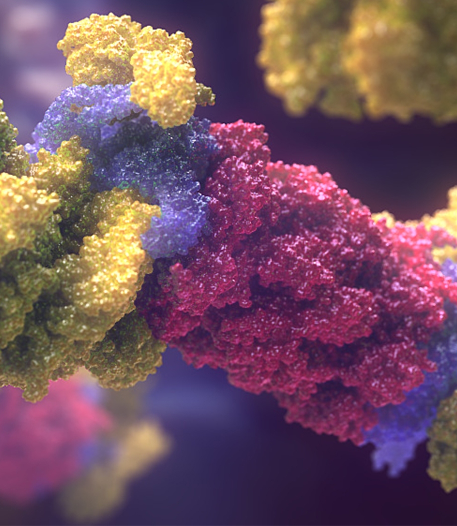immunoproteasome animation