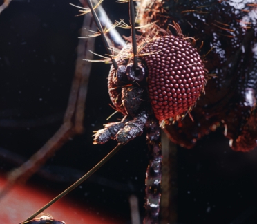 Mosquito Scientific Animation