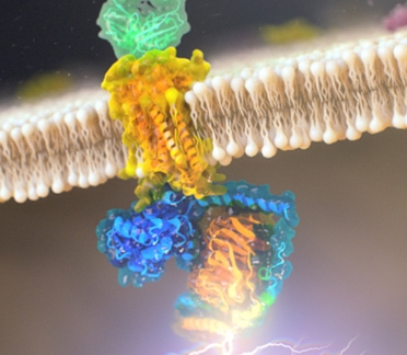 G-protein coupled receptors scientific animation
