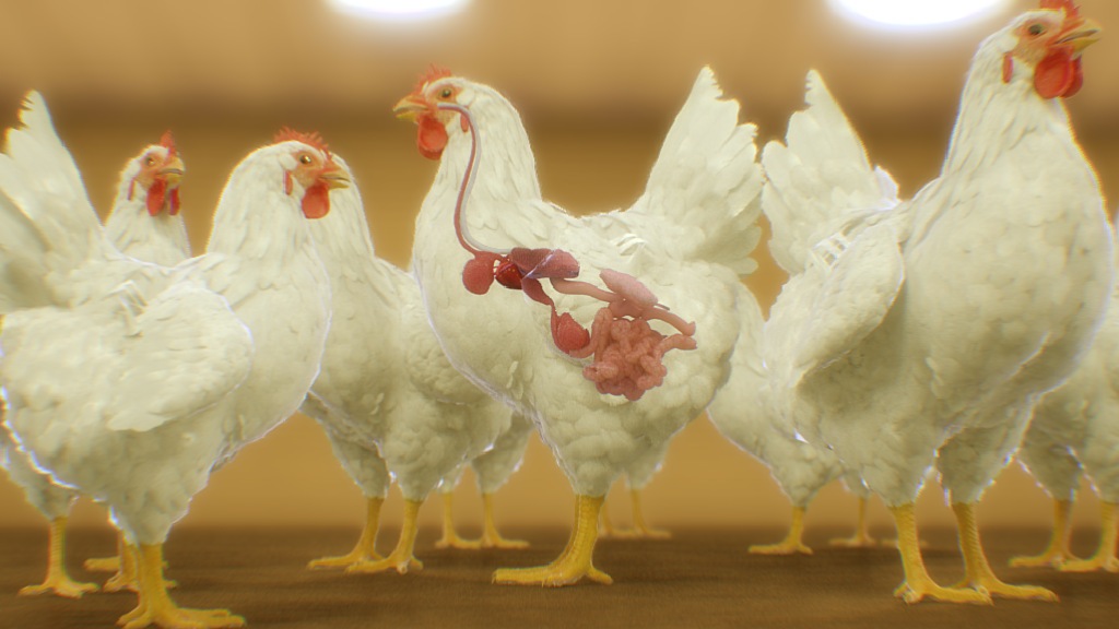 animal feed animation