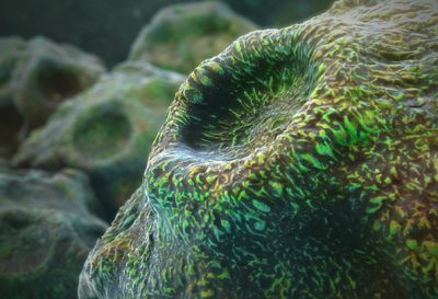 3D model of frog skin designed by Random42