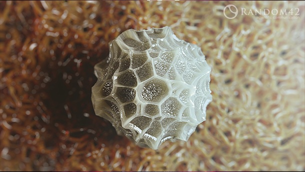 3D model of a butterfly egg designed by Random42