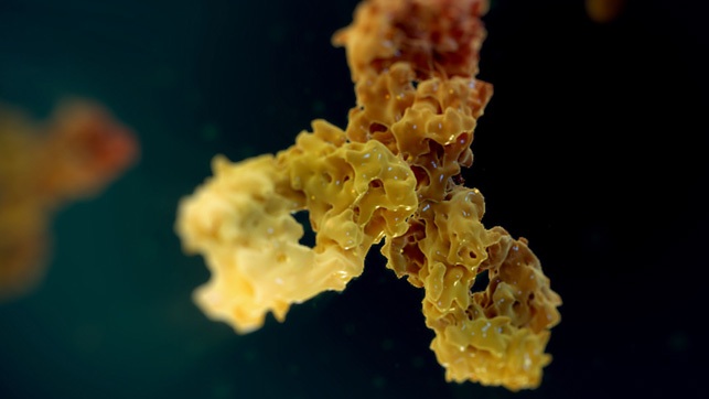 3D model of a monoclonal antibody designed by Random42