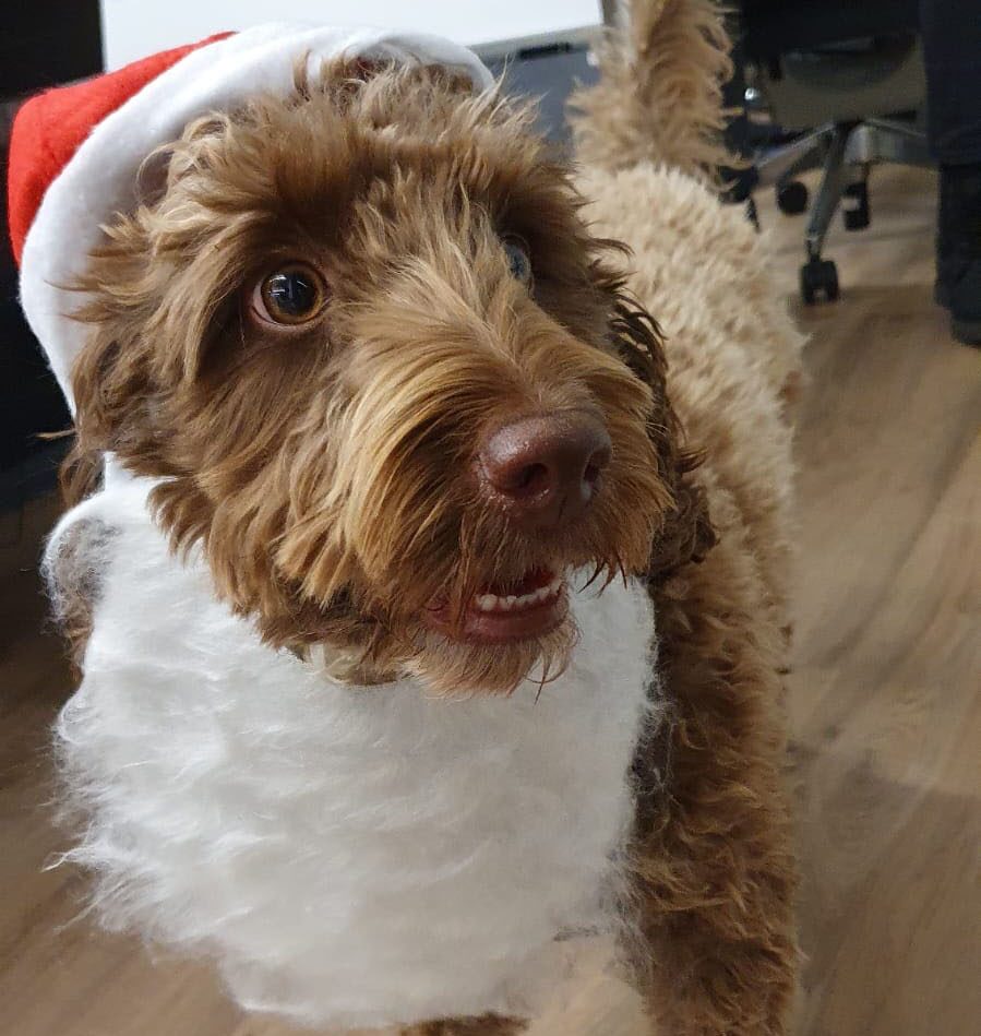 Random42's Kirby dog