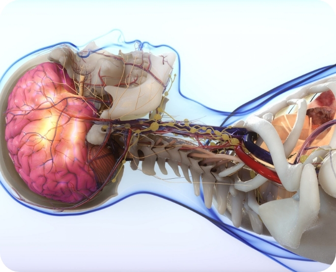 3D model of human brain designed by Random42