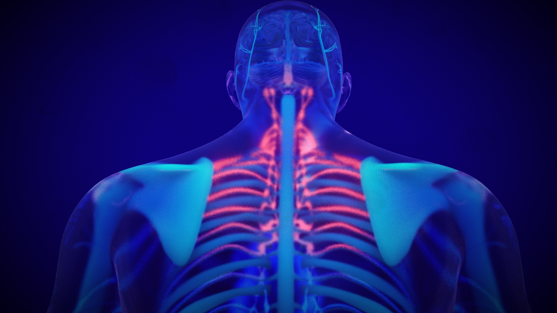 Stress and the Immune System Scientific Animation