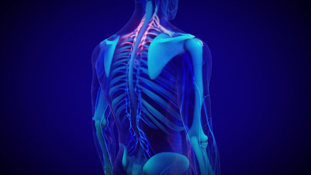 Stress and the Body Animation