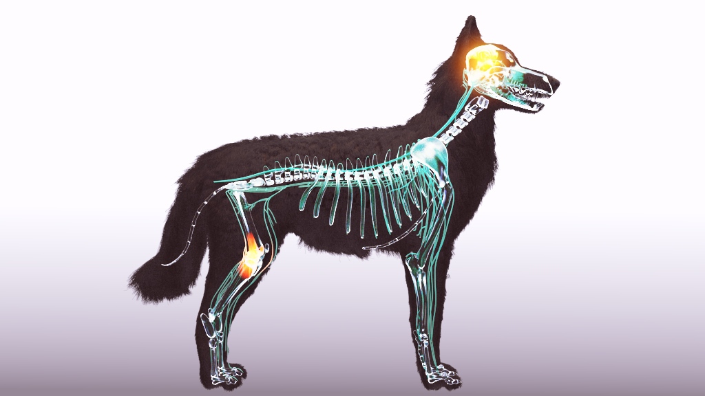 Animal Heath Animation Thumbnail