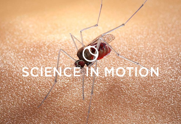 Random42 Science in motion Malaria