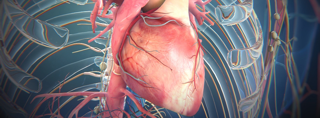 3D model of heart designed by Random42