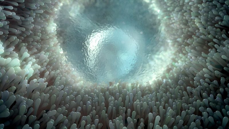 3D model of intestines designed by Random42