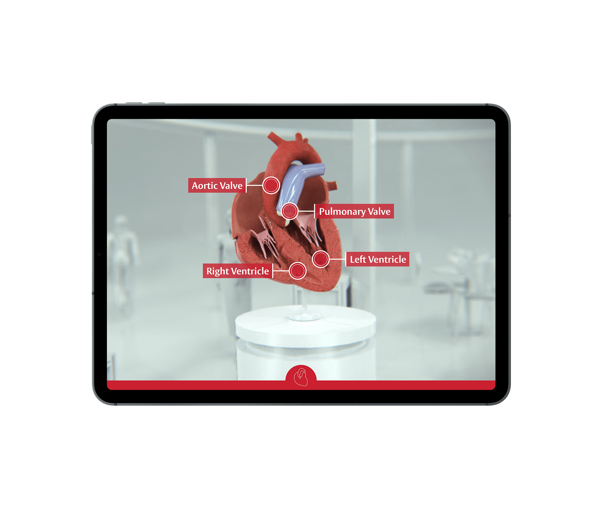 Cardiovascular Augmented Reality Experience