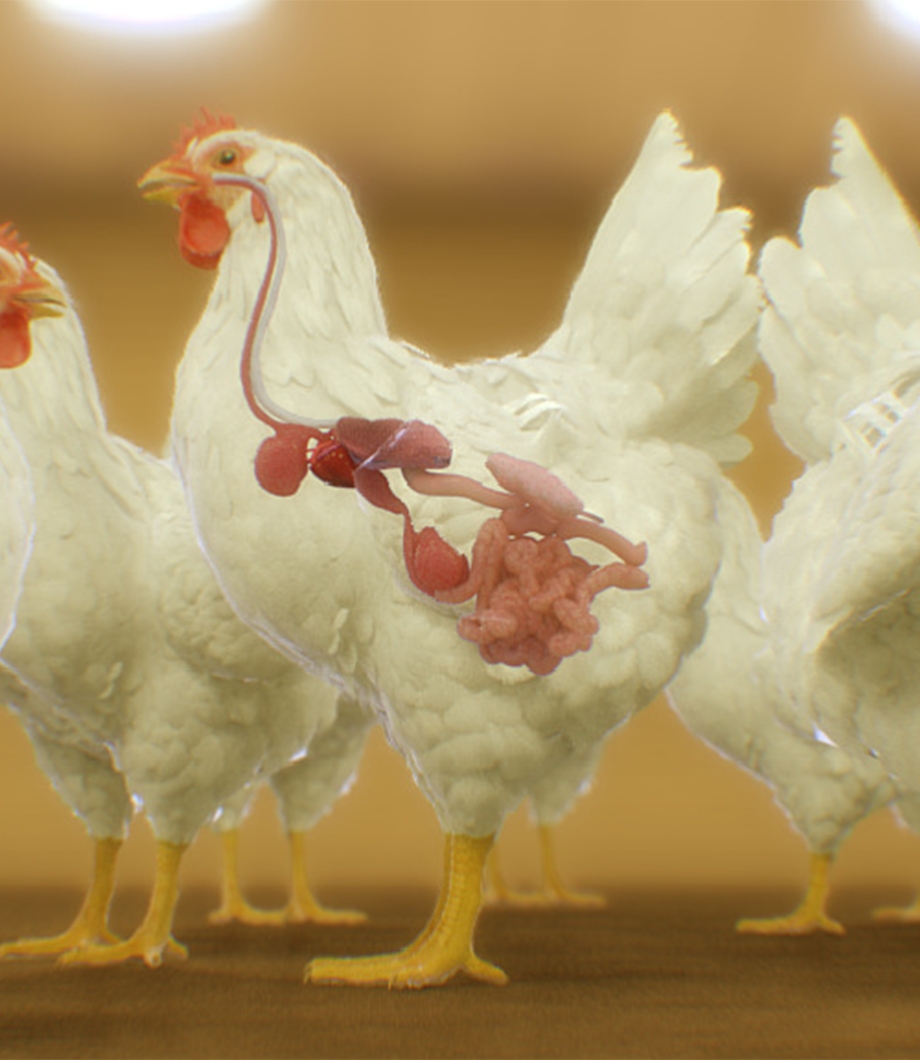 animal feed animation