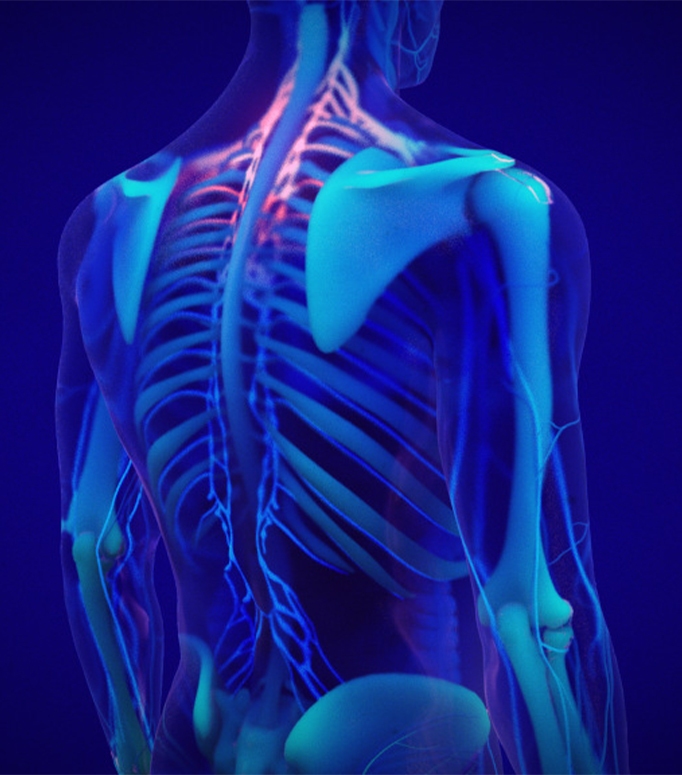 Stress and the Body animation