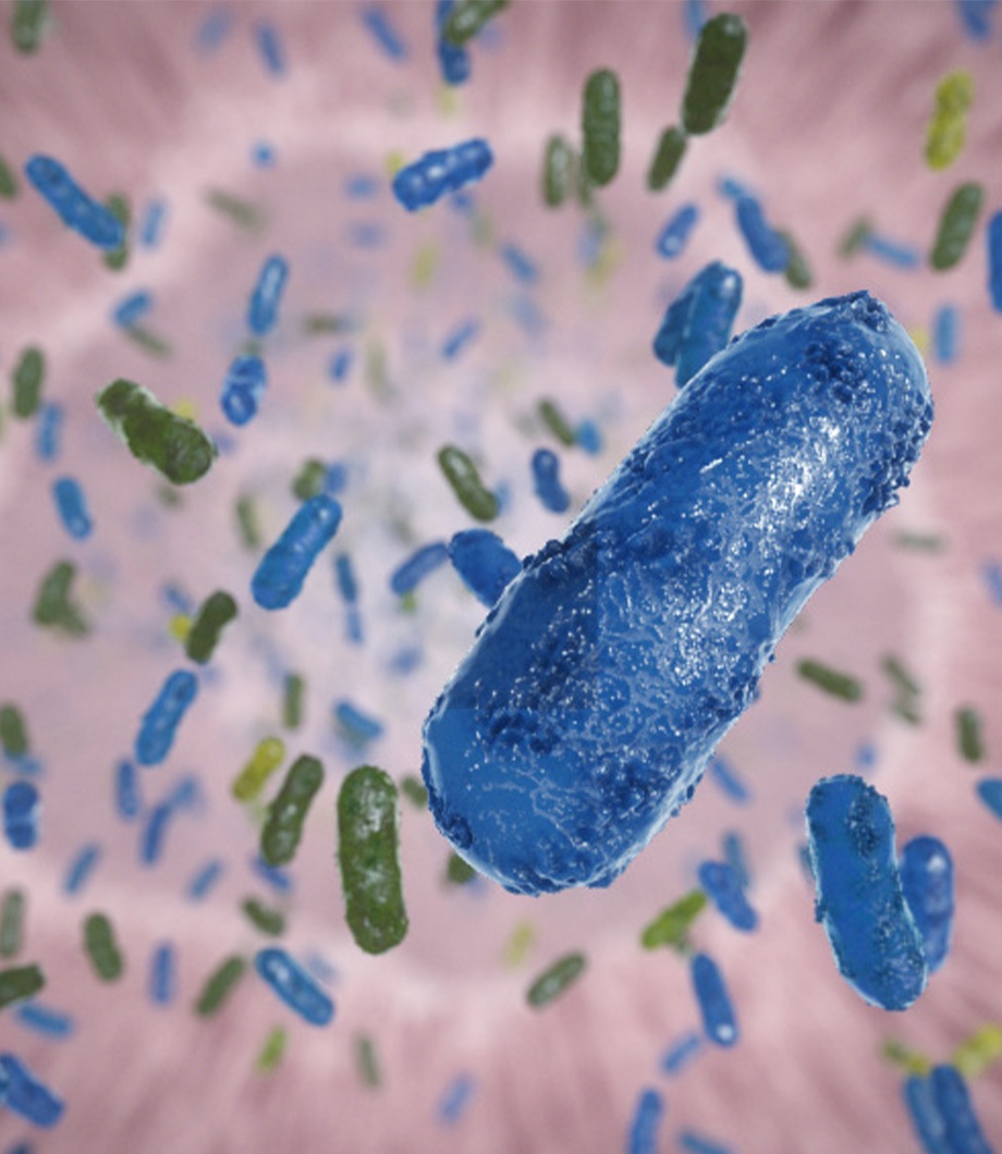 cattle nutrition thumbnail