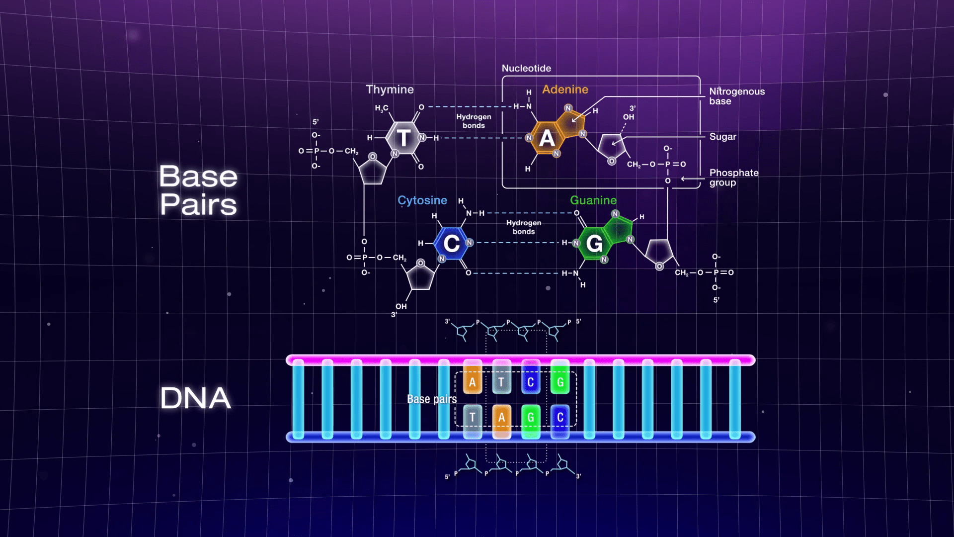 2d medical animation DNA illustration