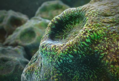 3D model of frog skin designed by Random42