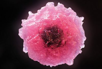 3D model of a cell designed by Random42