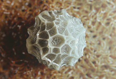 3D model of a butterfly egg designed by Random42