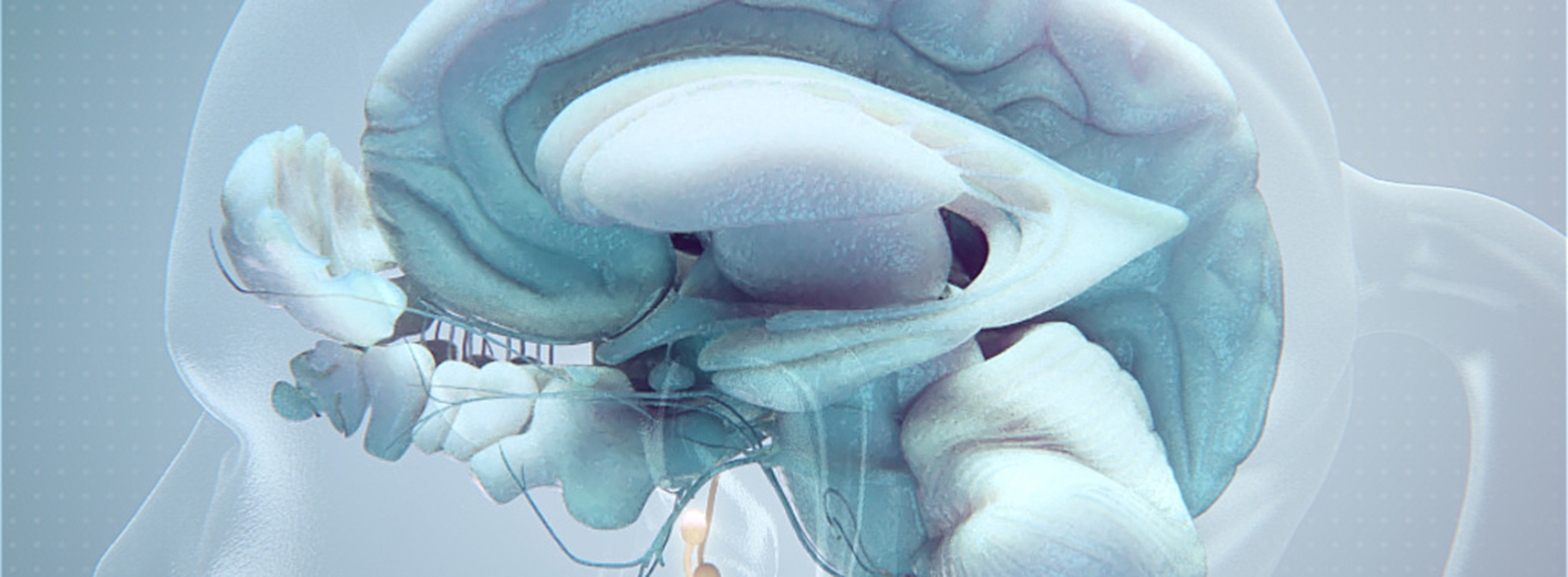 3D model of the central nervous system designed by Random42