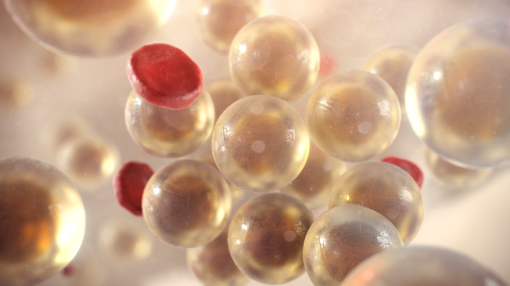 3D model of bone marrow designed by Random42