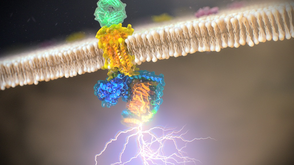 G-protein coupled receptors scientific animation