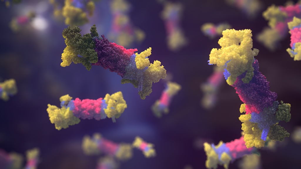 Immunoproteasome MoA animation