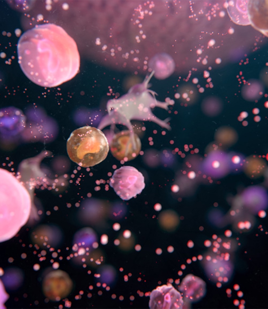 immunology menu system