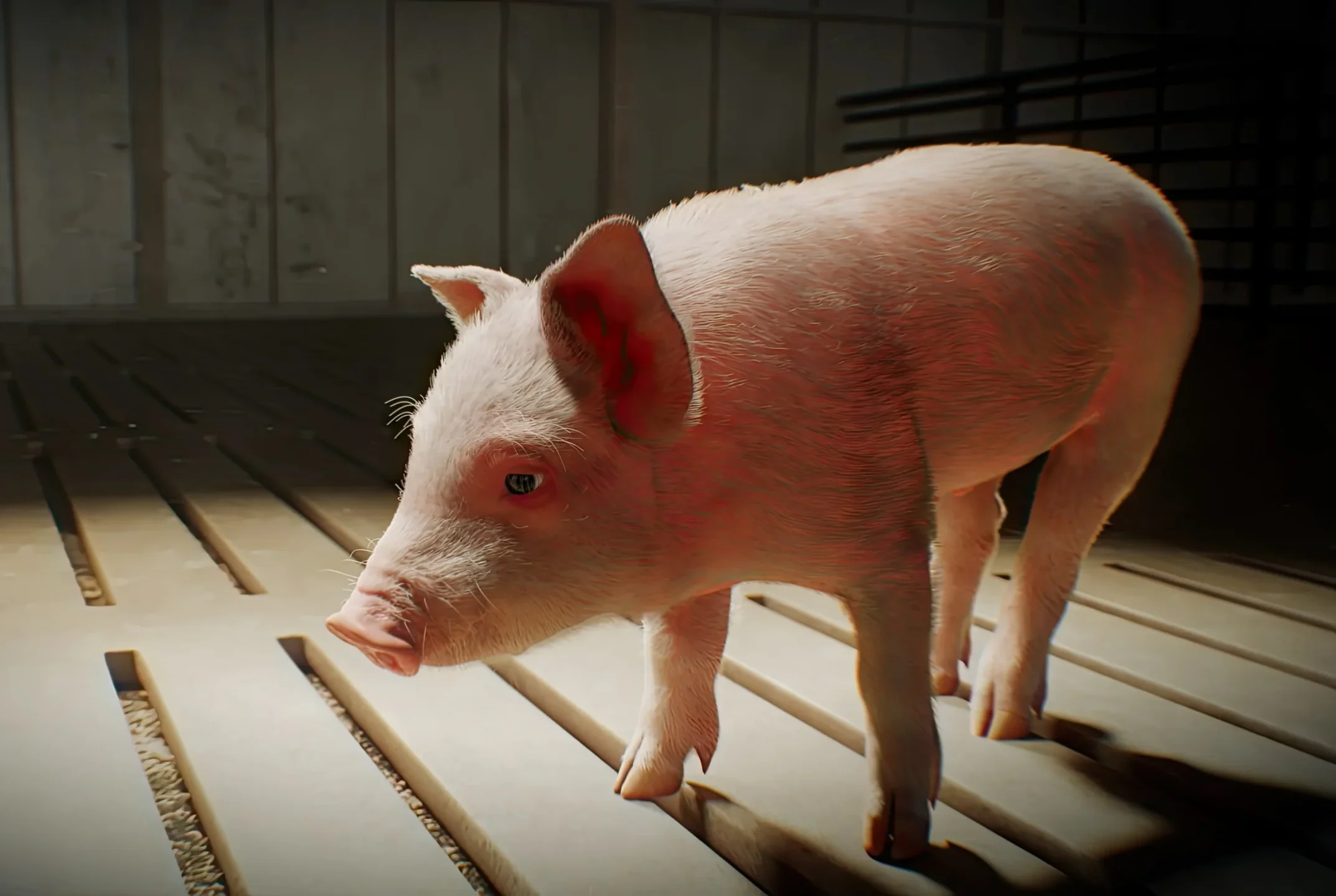 Random42 Animal Health Animation