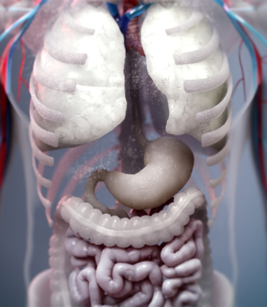 Gastrointestinal Interactive Animation